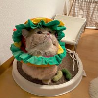 ハンバーガーの被り物を被った猫