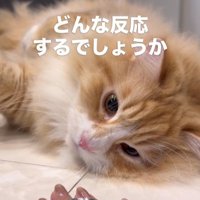 飼い主のマジックを見る猫