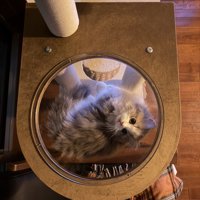 透明ボウルに入る猫