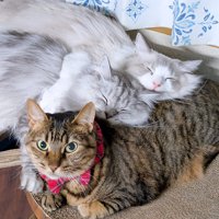 猫の上で寝ている2匹の猫