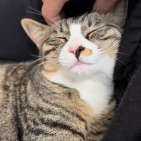 頭を撫でられて目を瞑っているキジ白