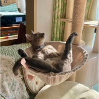 キャットタワーにいる猫