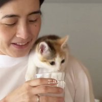 女性が持っているコップに顔を入れる子猫