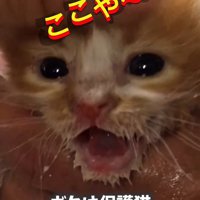 鳴く子猫