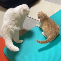 見下ろしてくる白猫を見上げる茶トラ猫