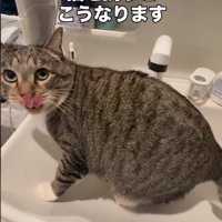 座り込む猫