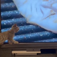 テレビを観ている子猫