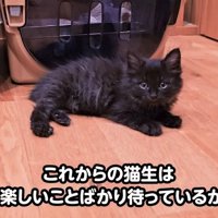 カメラ目線でくつろぐ子猫