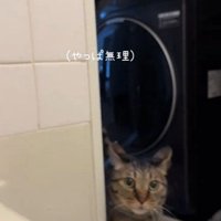 お風呂場を覗き込んでいる猫
