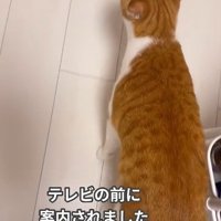 家の中を歩く猫