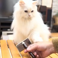 パパさんの手を叩くシロちゃん