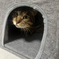キャットタワーに入るキジトラ猫