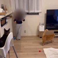 椅子に座る猫と床を歩く猫