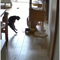 猫とごはん皿