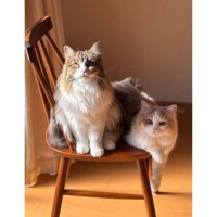 椅子に座る猫たち