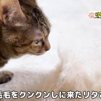 テロップ「リキのお毛毛を～」