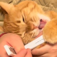 口を開けて目を閉じて怒る猫