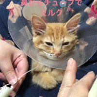 エリザベスカラーをつけた子猫