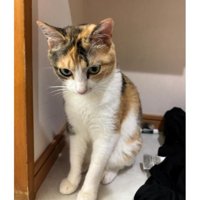 室内にいる猫