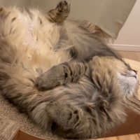 ベッド型爪研ぎの上で眠る猫