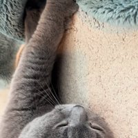 目を細める成猫