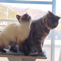 向かって左の猫が上を向き、右の猫が斜め下を向いている