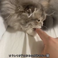 人の指を噛んでいる猫