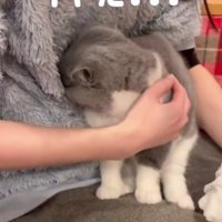 飼い主に顔をうずめる猫