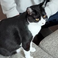 ドヤ顔の猫