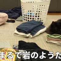 洗濯物にのるみちこちゃん