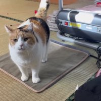 引き返してくるミケ