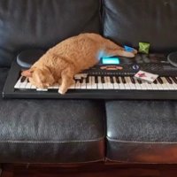 ソファで寝る猫