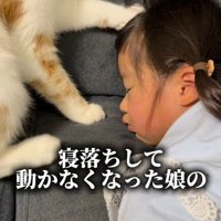 前足をそっと頭に添える猫
