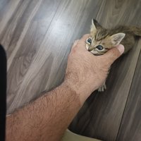 人の手を噛む子猫