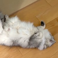 角にフィットする白グレー猫