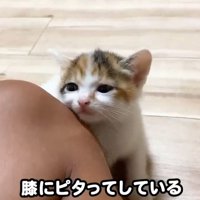 膝にくっついている子猫