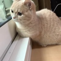外を見ているむぎちゃん