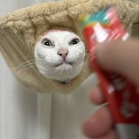 ハンモックから顔を出す猫