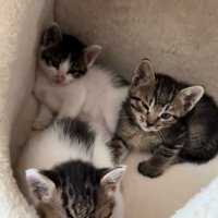 中に入る3匹の猫