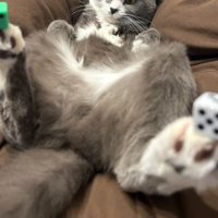 猫とサイコロ