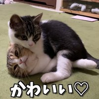 子猫に乗られる成猫