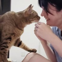 泣き真似をする飼い主さんを慰めるキジトラ猫