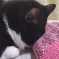 座布団に顔を埋めて動きを止める猫