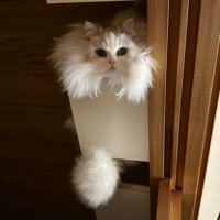 ドア棚の上でくつろぐ白い猫