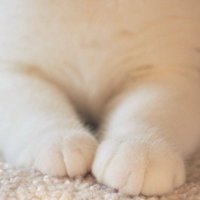 香箱座りをしている猫の前足
