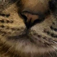 キジトラ猫の口