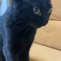 飼い主の前に座っている黒猫