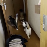 歩いていく猫の後ろ姿