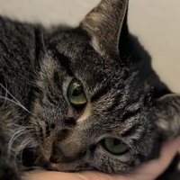 恋人のようないろはちゃん
