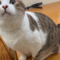 机の上にいる猫
